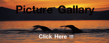 Picture Gallery